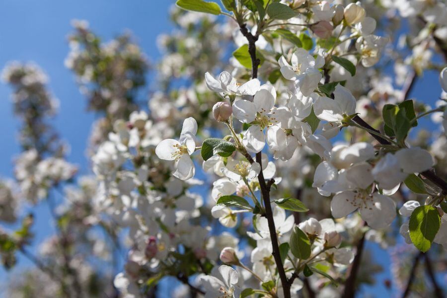 Garden Life in der Pomologie 2016