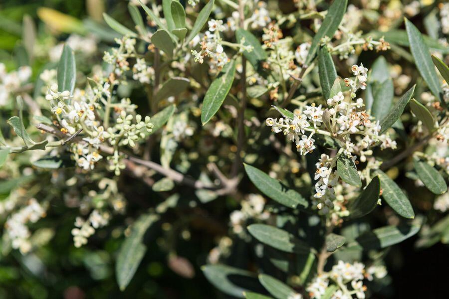 Garden Life in der Pomologie 2016