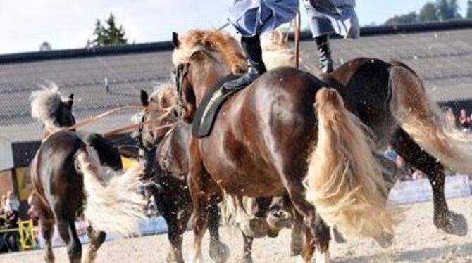 Da geht die Post ab, wenn fünf Schwarzwälder Hengste mit Matthias Armbruster in der Manier ungarischer Postboten stehend, durch