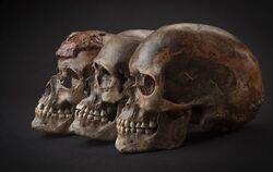 Drei 31 000 Jahre alte Schädel aus Tschechien: Alle untersuchten Menschen der folgenden 5 000 Jahre, seien sie aus Österreich, I