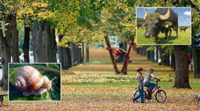 Spezialitäten aus allen Landesteilen, vom Albbüffel über Göppinger Wildspezialitäten bis hin zu Weinbergschnecken aus Herrenberg