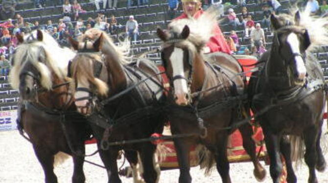 Angefeuert vom Publikum. Octavius, alias Wolfgang Petereit, im römischen Kampfwagen mit Schwarzwälder Füchsen.  GEA-FOTO: GEIGER