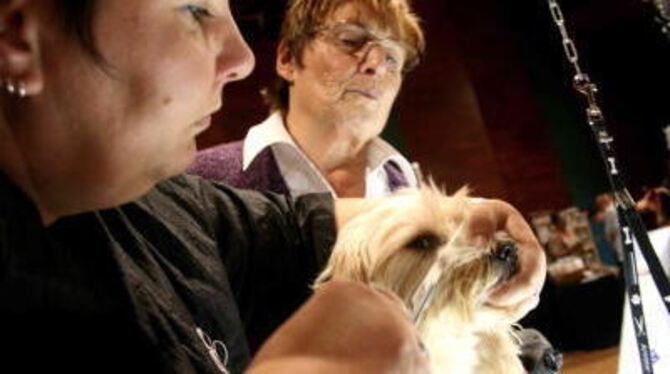 Eine ernste Sache: Hundefriseurin Christine Schulz bei der Arbeit. FOTO: DÜRR