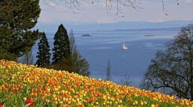 Für ihre Tulpenpracht ist die Blumeninsel Mainau im Bodensee berühmt.
FOTO: PR