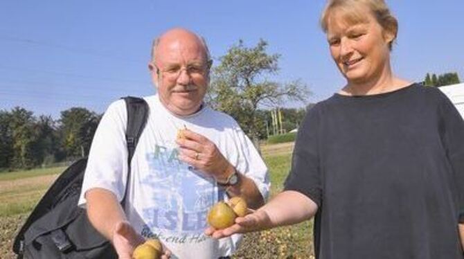 Der Ertrag von knapp 20 Obstbäumen wurde durch ihr Fällen vernichtet. In zwei bis drei Wochen hätte man die Früchte ernten könne