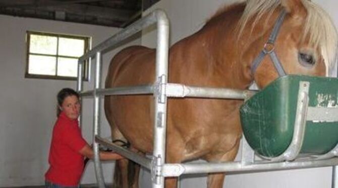 Die Nase im Hafer lässt sich die Stute willig von Sandra Gogel melken.
GEA-FOTO: GEIGER