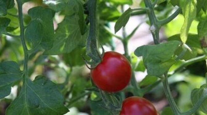 Gesund soll das Kraut der Tomaten für die Mulchschicht sein.
FOTO: DISA