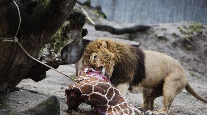 Im Jahr 2014 war die Entrüstung groß, als Giraffe Marius im Kopenhagener Zoo getötet und an die Löwen verfüttert wurde. Foto: