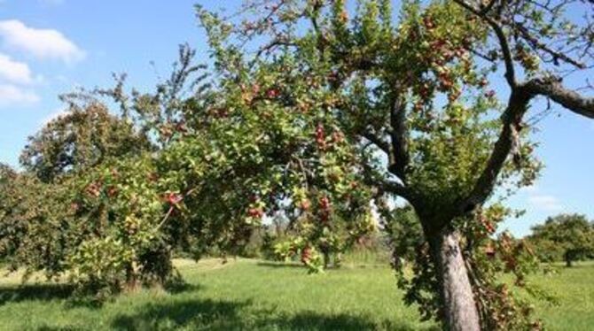 Nicht jeder Baum trägt in diesem Jahr so prächtig seine Früchte.
GEA-ARCHIVFOTO: WALDERICH