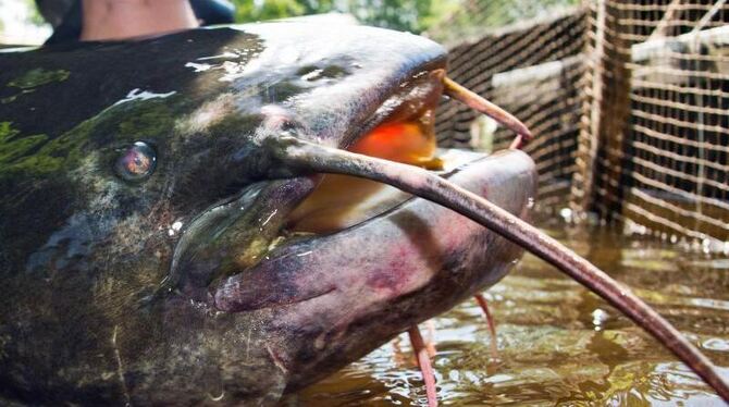 Angler haben im Bauch eines Welses eine skelettierte Hand gefunden. Foto: Patrick Pleul/Symbolbild