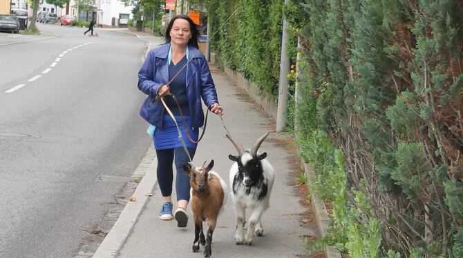 Sie heißen Ernie, Lotte, Helene und Flocke und Eveline Maier sind sie sehr ans Herz gewachsen – immer nur zu zweien führt sie ih