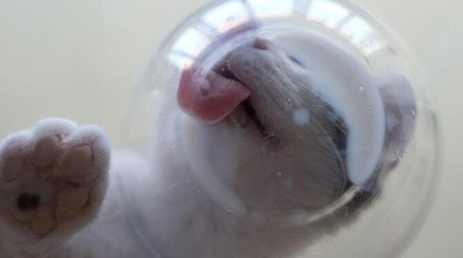 Der junge Kater Pixel schleckt Katzenmilch aus einer Schüssel. Die Katze ist einer Umfrage zufolge das beliebteste Haustier d