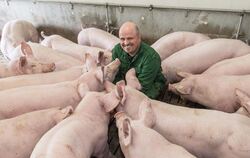Schweinezüchter Michael Reber wird in Schwäbisch Hall von neugierigen Schweinen in einer seiner Stallungen umringt.