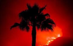 Eine Palme vor der gespenstischen Kulisse der Flammen.
FOTO: DPA