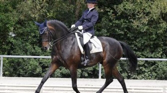 Wenig Turniererfahrung, doch er hat Talent: Eltino mit seiner Reiterin Beate Schäfer aus Pfrondorf: Sie waren in der M-Dressur u