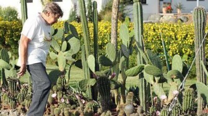 Von Mittelmeerfahrten kam Renate Hirrle nie ohne Kaktus zurück. Inzwischen hegt sie in Bernloch eine stattliche Sammlung.
FOTO: