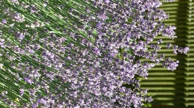 Blaues Wunder: duftender Lavendel im Garten.
FOTO: SCHMIDT-SCHEUB