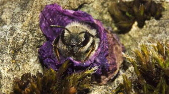 Die »Blümchentapeten«-Mauerbiene kleidet ihr Nest mit den Blütenblättern von Storchschnabel, Hahnenfuß und auch Rosen aus. FOTO: