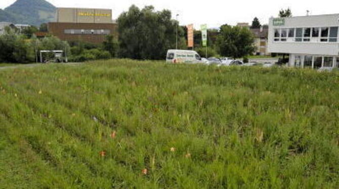 Ein Blumenfeld in Sondelfingen, das von der Ambrosia befallen war. Ein Blumenfeld in Sondelfingen, das von der Ambrosia befallen war.