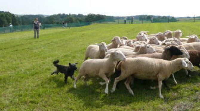 Kaum halb so groß wie ein Schaf, aber couragiert hinter der Herde her: pyrenäischer Hütehund in Aktion. GEA-FOTO: DEWALD
