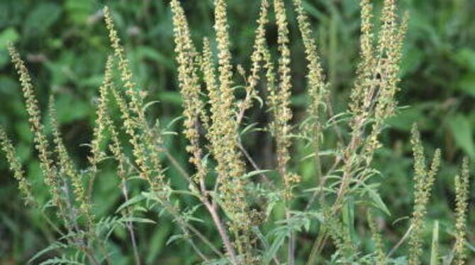 Aparter problematischer Einwanderer, der unter Beobachtung steht: Ambrosia oder Traubenkraut. FOTO: PR
