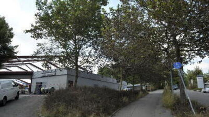 Zahlreiche Bäume rund um die Eishalle haben Schäden davongetragen: Blätter sind abgestorben.  FOTO: NIETHAMMER