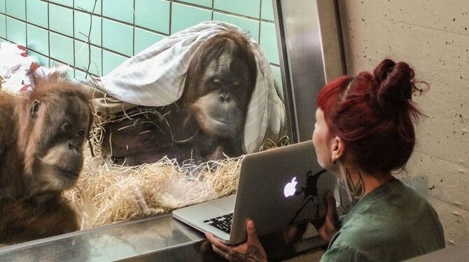 Interessiert verfolgen die Orang-Utan-Damen Conny (links) und Sinta (rechts) in der Wilhelma in Stuttgart Videos von Orang-Utan- Interessiert verfolgen die Orang-Utan-Damen Conny (links) und Sinta (rechts) in der Wilhelma in Stuttgart Videos von Orang-Utan-