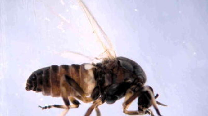 Sie badete schon in Alkohol, deshalb ist ihre schwarze Farbe etwas ausgebleicht: Kriebelmücke aus Tübingen. FOTO: RENZ