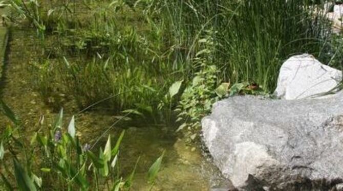 Steine und Wasserpflanzen runden das Erscheinungsbild eines Gartenteichs ab.
FOTO: DIAZ