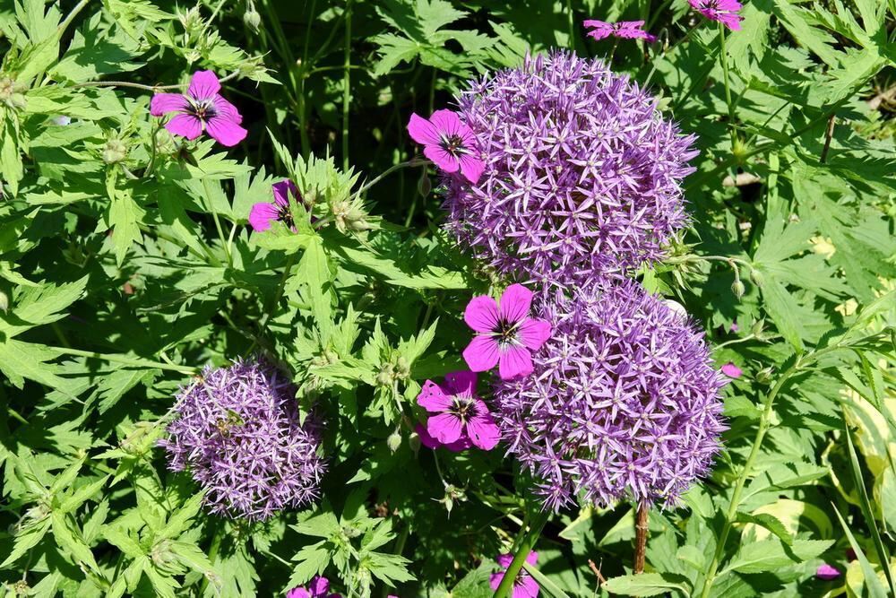 Gartenparadies von Sonja Lumpp Kusterdingen