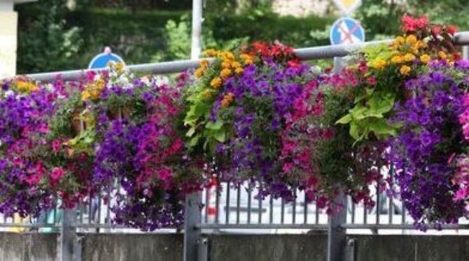Blühende Blumenkästen, wie hier an der Tübinger Neckarbrücke, wollen auch im Sommer gepflegt werden. 
FOTO: DIAZ