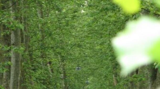 Traumhafte Lage, gute Bedingungen: Aber die Wurzeln der Bäume auf der Tübinger Neckarinsel bekommen zu wenig Luft, sagen die Sac