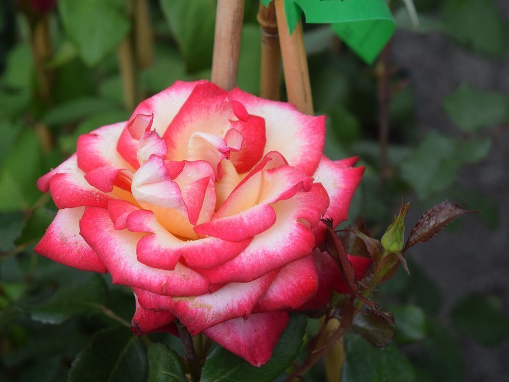 FOTO: Anna-Lena Jaensch