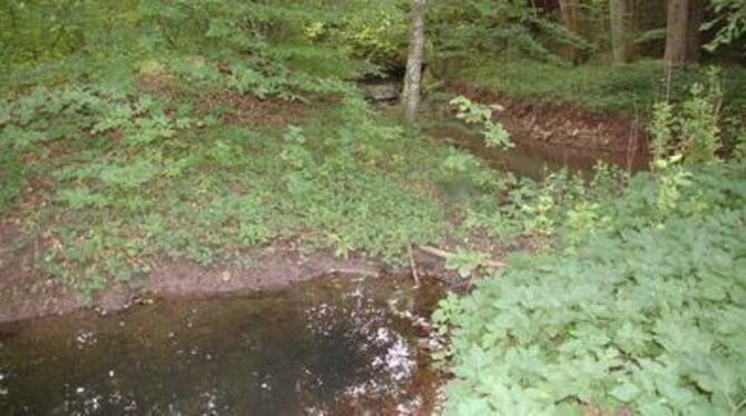 Aus der alten Bachschleife (links) des Ehrenbachs in Immenhausen ist ein lebendiges Biotop geworden. 
GEA-FOTO: IST