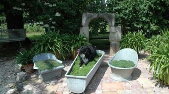 Lucky hat schon mal Platz genommen in der römischen Kamille.
GEA-FOTO: WALTER