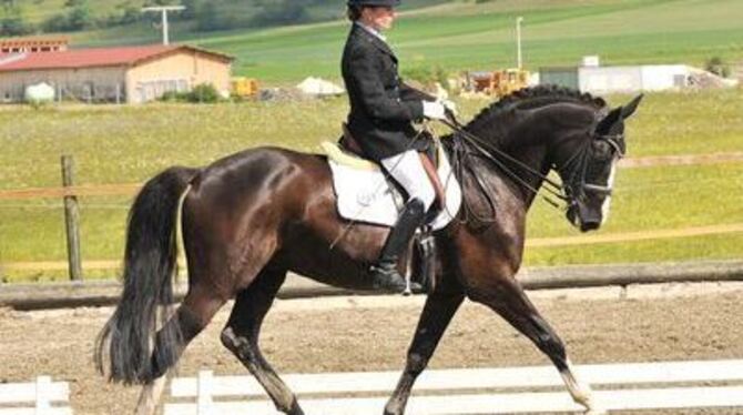 Lokalmatadorin Bärbel Eppinger gewann mit Dios von der Heide (Foto) überlegen die M*-Dressur beim Münsinger Turnier - und zeigte