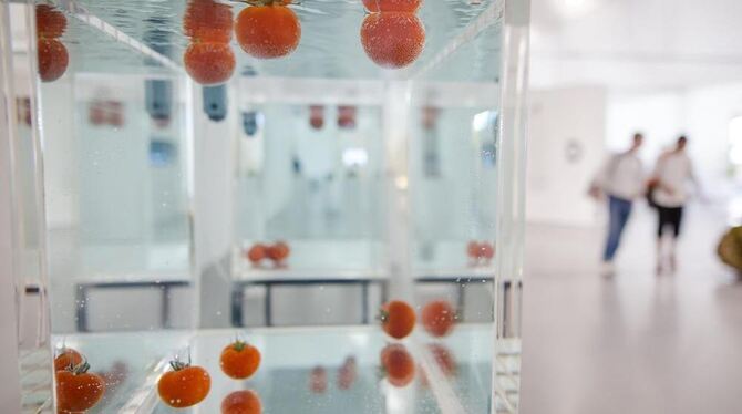 Tomaten schwimmen als Teil des Kunstwerks »Something that Floats/Something that sinks« des Künstlers Shimabuku bei der Triennale