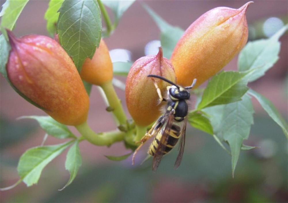 Naturfotos unserer Leser 2016