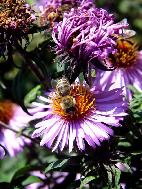 Naturfotos unserer Leser 2016