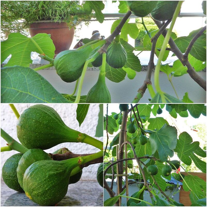 Naturfotos unserer Leser 2016