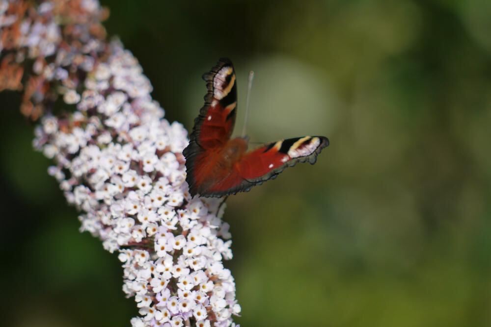 Naturfotos unserer Leser 2016