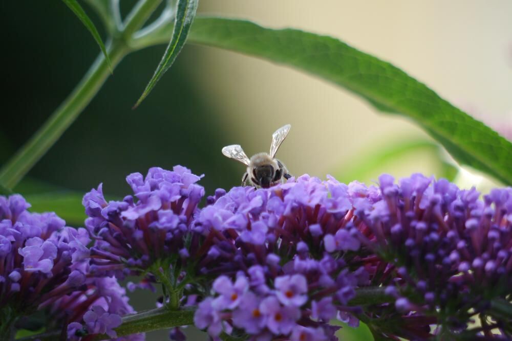 Naturfotos unserer Leser 2016