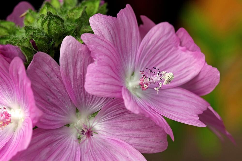 Naturfotos unserer Leser 2016