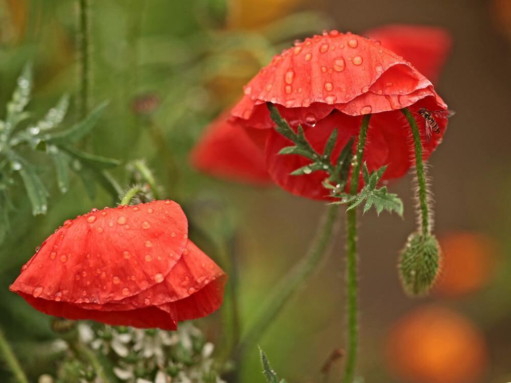 Naturfotos unserer Leser 2016