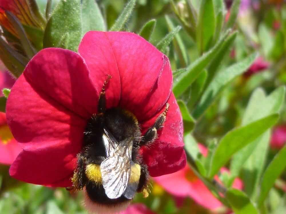 Naturfotos unserer Leser 2016