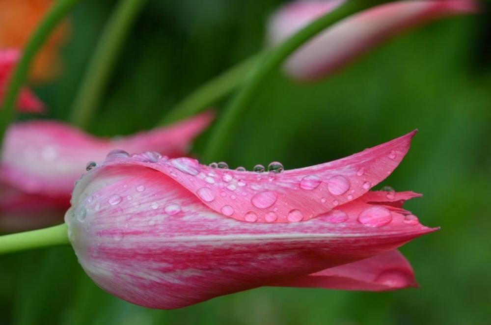 Naturfotos unserer Leser 2016