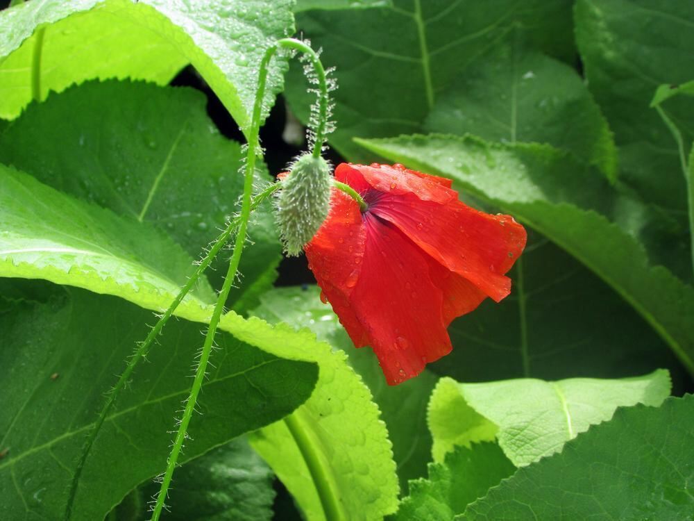 Naturfotos unserer Leser 2016