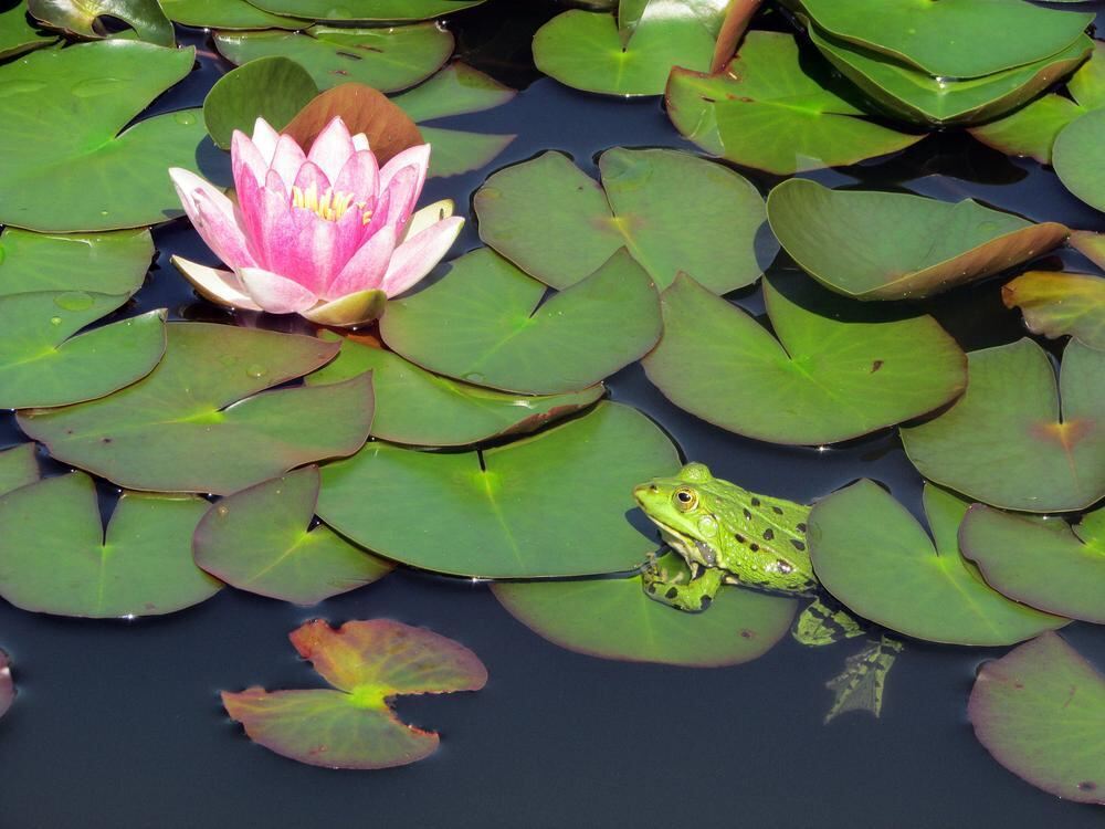 Naturfotos unserer Leser 2016