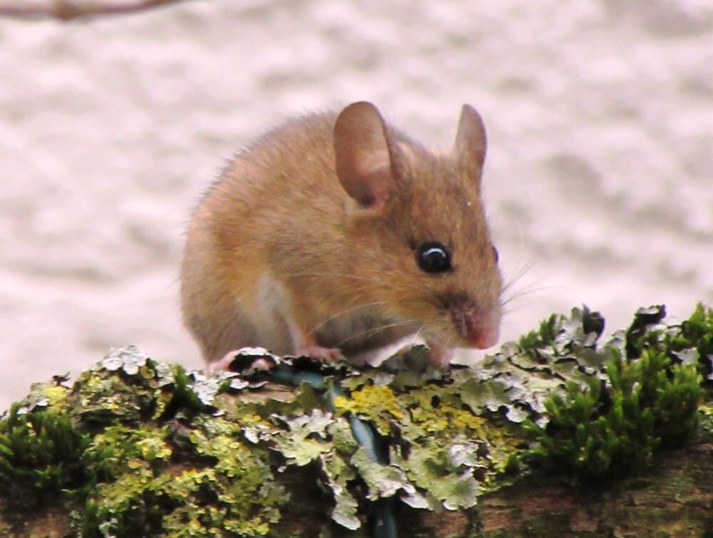 Naturfotos unserer Leser 2016