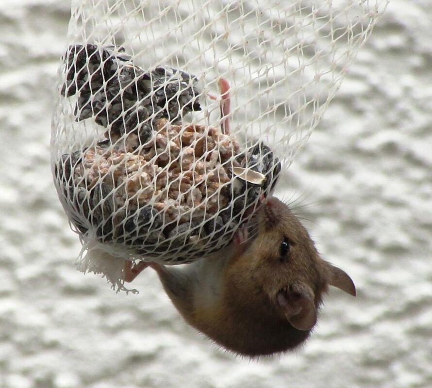 Naturfotos unserer Leser 2016